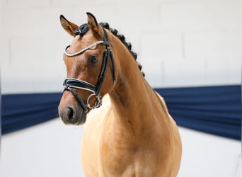 Niemiecki kuc wierzchowy, Wałach, 3 lat, 142 cm, Bułana