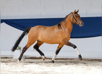 Niemiecki kuc wierzchowy, Wałach, 3 lat, 142 cm, Bułana