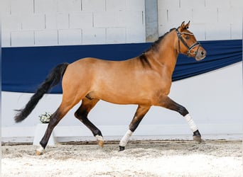 Niemiecki kuc wierzchowy, Wałach, 3 lat, 142 cm, Bułana