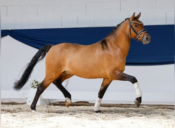 Niemiecki kuc wierzchowy, Wałach, 3 lat, 142 cm, Bułana