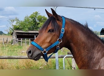 Niemiecki kuc wierzchowy, Wałach, 3 lat, 142 cm, Ciemnogniada