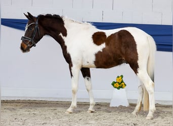 Niemiecki kuc wierzchowy, Wałach, 3 lat, 142 cm, Srokata