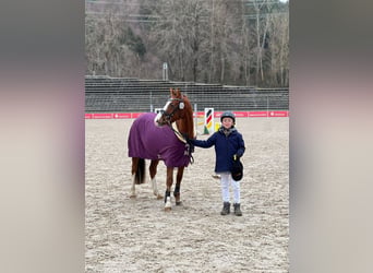 Niemiecki kuc wierzchowy, Wałach, 3 lat, 143 cm, Ciemnokasztanowata