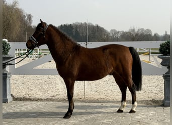 Niemiecki kuc wierzchowy Mix, Wałach, 3 lat, 144 cm, Gniada