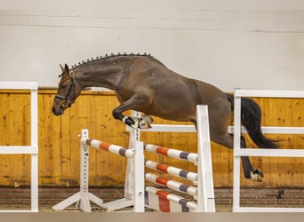 Niemiecki kuc wierzchowy, Wałach, 3 lat, 144 cm, Gniada