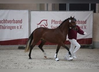 Niemiecki kuc wierzchowy, Wałach, 3 lat, 144 cm, Gniada