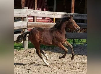 Niemiecki kuc wierzchowy, Wałach, 3 lat, 144 cm, Gniada