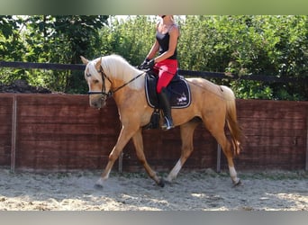 Niemiecki kuc wierzchowy, Wałach, 3 lat, 144 cm, Izabelowata