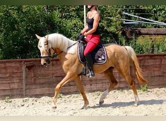 Niemiecki kuc wierzchowy, Wałach, 3 lat, 144 cm, Izabelowata