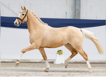 Niemiecki kuc wierzchowy, Wałach, 3 lat, 144 cm, Izabelowata