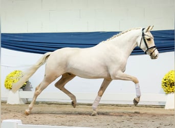 Niemiecki kuc wierzchowy, Wałach, 3 lat, 144 cm, Izabelowata