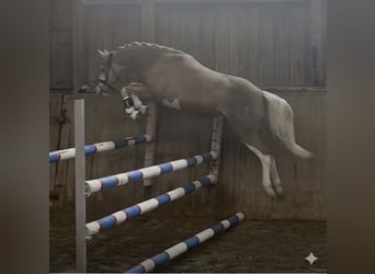 Niemiecki kuc wierzchowy, Wałach, 3 lat, 144 cm, Izabelowata