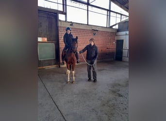 Niemiecki kuc wierzchowy, Wałach, 3 lat, 144 cm, Srokata