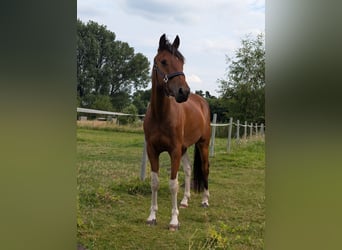 Niemiecki kuc wierzchowy, Wałach, 3 lat, 144 cm, Srokata