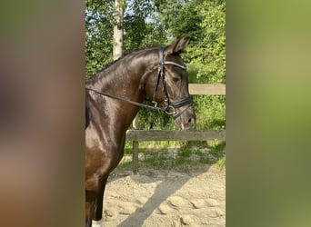 Niemiecki kuc wierzchowy, Wałach, 3 lat, 145 cm, Bułana