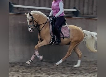 Niemiecki kuc wierzchowy, Wałach, 3 lat, 145 cm, Izabelowata