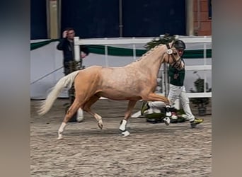 Niemiecki kuc wierzchowy, Wałach, 3 lat, 145 cm, Izabelowata