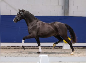 Niemiecki kuc wierzchowy, Wałach, 3 lat, 145 cm, Kara