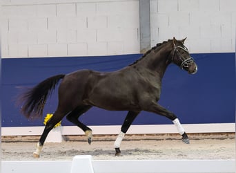 Niemiecki kuc wierzchowy, Wałach, 3 lat, 145 cm, Kara