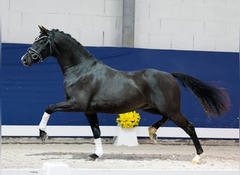 Niemiecki kuc wierzchowy, Wałach, 3 lat, 145 cm, Kara
