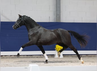 Niemiecki kuc wierzchowy, Wałach, 3 lat, 145 cm, Kara