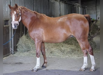 Niemiecki kuc wierzchowy, Wałach, 3 lat, 145 cm, Kasztanowata