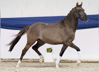 Niemiecki kuc wierzchowy, Wałach, 3 lat, 146 cm, Bułana