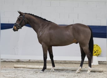 Niemiecki kuc wierzchowy, Wałach, 3 lat, 146 cm, Bułana