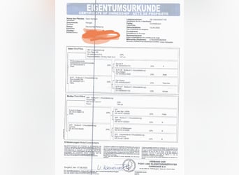 Niemiecki kuc wierzchowy, Wałach, 3 lat, 146 cm, Ciemnogniada