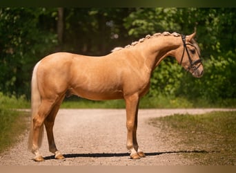 Niemiecki kuc wierzchowy, Wałach, 3 lat, 146 cm, Izabelowata