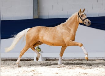 Niemiecki kuc wierzchowy, Wałach, 3 lat, 146 cm, Izabelowata
