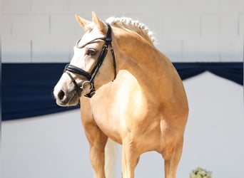 Niemiecki kuc wierzchowy, Wałach, 3 lat, 146 cm, Izabelowata