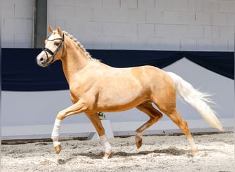 Niemiecki kuc wierzchowy, Wałach, 3 lat, 146 cm, Izabelowata