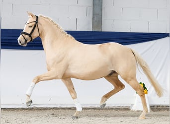 Niemiecki kuc wierzchowy, Wałach, 3 lat, 146 cm, Izabelowata