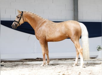 Niemiecki kuc wierzchowy, Wałach, 3 lat, 146 cm, Izabelowata
