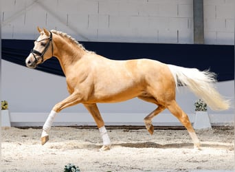 Niemiecki kuc wierzchowy, Wałach, 3 lat, 146 cm, Izabelowata