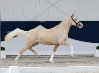 Niemiecki kuc wierzchowy, Wałach, 3 lat, 146 cm, Izabelowata