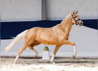 Niemiecki kuc wierzchowy, Wałach, 3 lat, 146 cm, Izabelowata