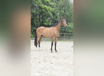Niemiecki kuc wierzchowy, Wałach, 3 lat, 146 cm, Jelenia