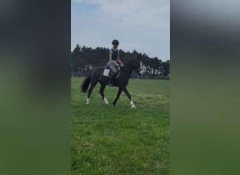 Niemiecki kuc wierzchowy, Wałach, 3 lat, 146 cm, Kara