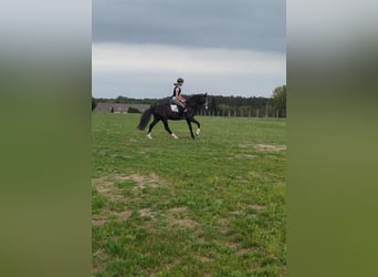 Niemiecki kuc wierzchowy, Wałach, 3 lat, 146 cm, Kara