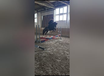 Niemiecki kuc wierzchowy, Wałach, 3 lat, 146 cm, Kara