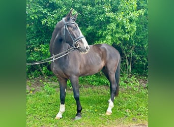 Niemiecki kuc wierzchowy, Wałach, 3 lat, 146 cm, Kara