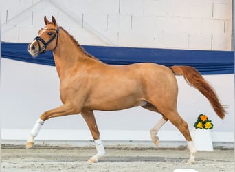 Niemiecki kuc wierzchowy, Wałach, 3 lat, 146 cm, Kasztanowata