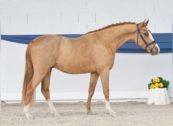 Niemiecki kuc wierzchowy, Wałach, 3 lat, 146 cm, Kasztanowata