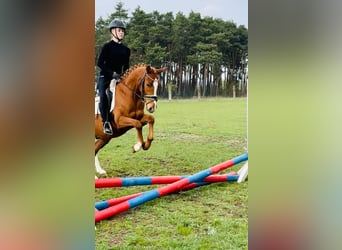 Niemiecki kuc wierzchowy, Wałach, 3 lat, 146 cm, Kasztanowata