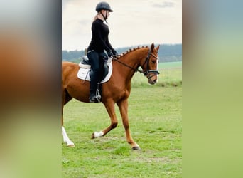 Niemiecki kuc wierzchowy, Wałach, 3 lat, 146 cm, Kasztanowata