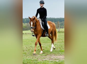 Niemiecki kuc wierzchowy, Wałach, 3 lat, 146 cm, Kasztanowata