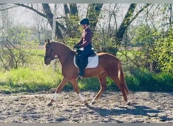 Niemiecki kuc wierzchowy, Wałach, 3 lat, 146 cm, Kasztanowata