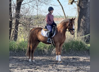 Niemiecki kuc wierzchowy, Wałach, 3 lat, 146 cm, Kasztanowata